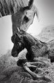 Equus caballus - Lazio, Italia