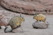 Lagidium viscacia - Sur Lipez desert