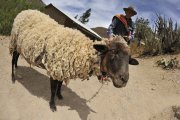Colca Canyon - Peru