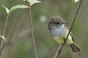 Myiarchus magnirostris - Galapagos, Ecuador