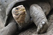  Geochelone porteri - Floreana, Galapagos, Ecuador