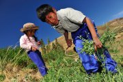 Lari - Peru