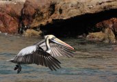 Pelecanus thagus - Paracas