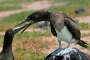 Galapagos - Santa Cruz- Playa Perros
