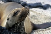 Arctocephalus galapagoensis - Galapagos, Ecuador