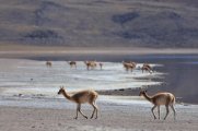 Vicuñas near Laguna Miscanti