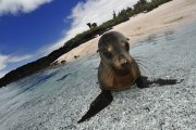 Arctocephalus galapagoensis - Galapagos, Ecuador