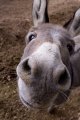 Equus asinus - Lazio, Italia