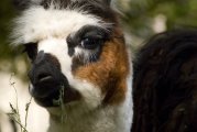 Lama glama - Peru
