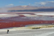 Laguna Colorada