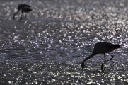 Flamingos in the Cejar lake - Atacama desert