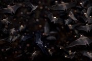 Pteropus sp. - Bali, Indonesia
