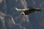 Vultus Gryphus - Peru