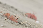 Ocypode gaudichaudii - Peru
