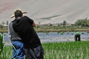 Peru - Aplao