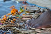 Maha Kumbh Mela - Allahabad, Feb 2013