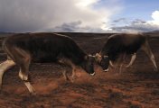 Bos Taurus - Peru