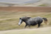 Equus caballus - Lazio, Italia