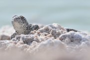 Lizard in the Atacama desert