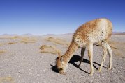Vicugna vicugna - Bolivia