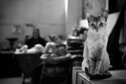 Cat in Nazca market - Nazca