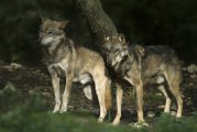 Canis lupus italicus - Abruzzo, Italia