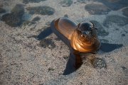 Galapagos - Floreana- Loberia