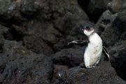 Galapagos - Isabela