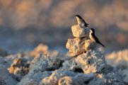 Swallows the Atacama desert