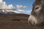 Equus asinus - Peru