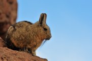 Lagidium viscacia - Sur Lipez desert