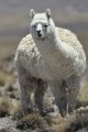 Lama guanicoe - Peru