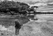 Galapagos - Isabela