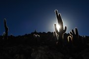 Inka Wasi - Uyuni-Salar