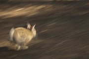 Oryctolagus cuniculus - Lazio, Italia