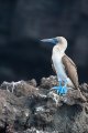 Galapagos - Isabela