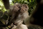 Macaca fascicularis - Bali, Indonesia