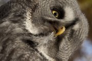 Strix nebulosa