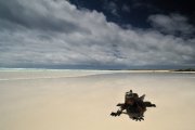 Galapagos - Santa Cruz- Tortuga Bay