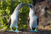 Galapagos - Isabela