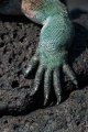 Galapagos - Floreana