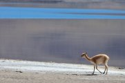 Vicuña near Laguna Miscanti