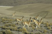 Vicugna vicugna - Chile