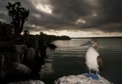 Sula nebouxii - Galapagos, Ecuador