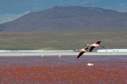 Laguna Colorada